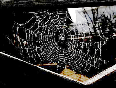 Spinnennetz