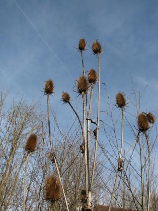 Wilde Karde (Foto: Christine Gruber) Wilde Karde