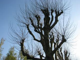 Foto: Christine Gruber, Platane im Frühling Platane